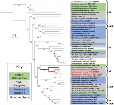 Prediction and Inferred Evolution of Acid Tolerance Genes in the Biotechnologically Important Acidihalobacter Genus